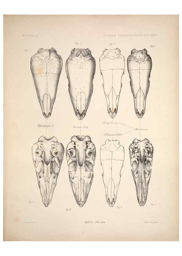 Reproducción/Reproduction 6258154538: Anatomical and zoological researches v.2. London,B. Quaritch,1878