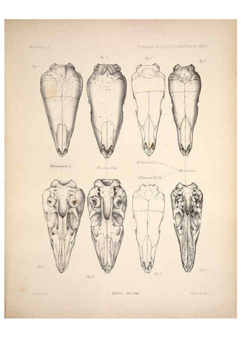 Reproducción/Reproduction 6258154538: Anatomical and zoological researches v.2. London,B. Quaritch,1878