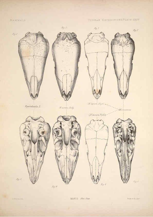 Reproducción/Reproduction 6258154538: Anatomical and zoological researches v.2. London,B. Quaritch,1878