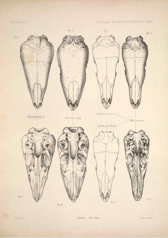 Reproducción/Reproduction 6258154538: Anatomical and zoological researches v.2. London,B. Quaritch,1878