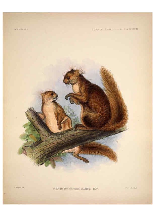 Reproducción/Reproduction 6258154224: Anatomical and zoological researches v.2. London,B. Quaritch,1878