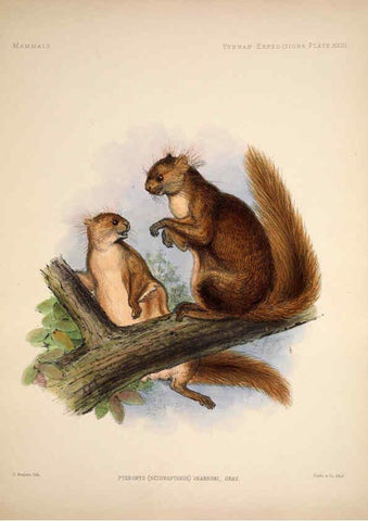 Reproducción/Reproduction 6258154224: Anatomical and zoological researches v.2. London,B. Quaritch,1878