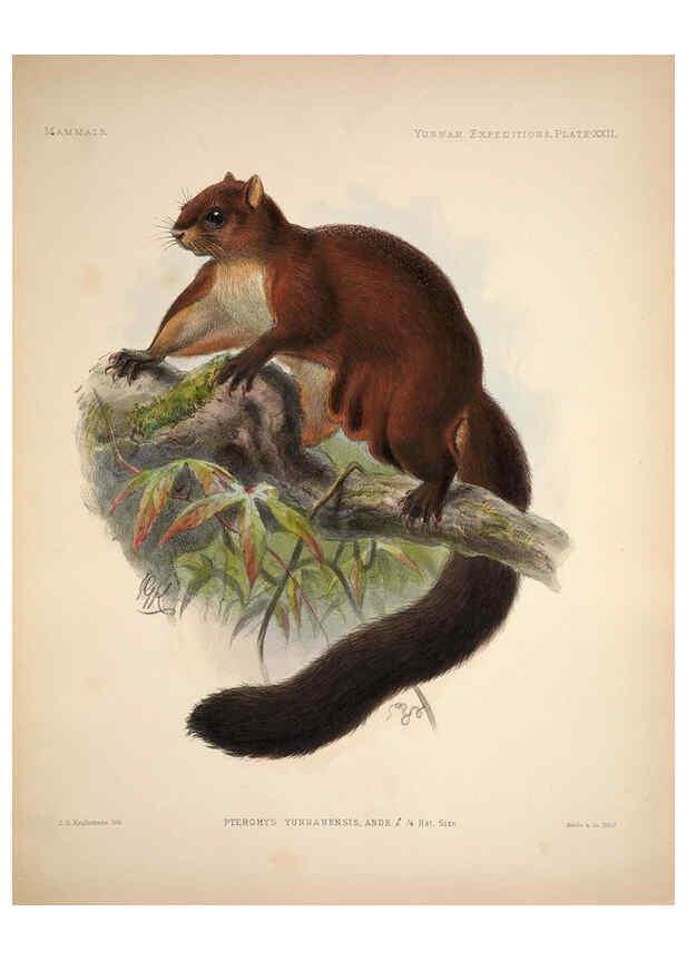 Reproducción/Reproduction 6258154036: Anatomical and zoological researches v.2. London,B. Quaritch,1878