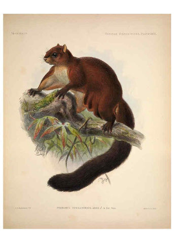 Reproducción/Reproduction 6258154036: Anatomical and zoological researches v.2. London,B. Quaritch,1878
