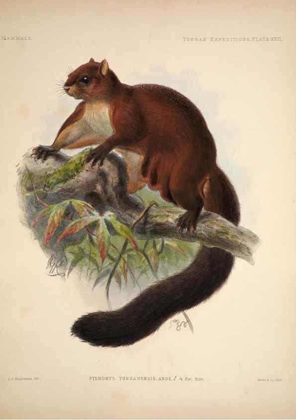 Reproducción/Reproduction 6258154036: Anatomical and zoological researches v.2. London,B. Quaritch,1878