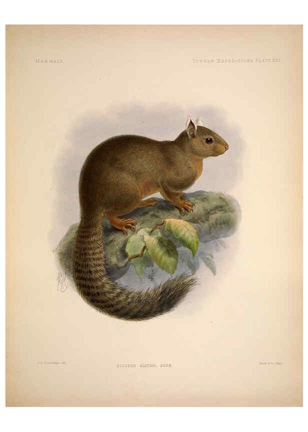 Reproducción/Reproduction 6257627221: Anatomical and zoological researches v.2. London,B. Quaritch,1878