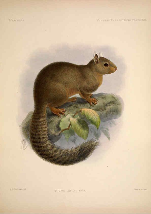 Reproducción/Reproduction 6257627221: Anatomical and zoological researches v.2. London,B. Quaritch,1878