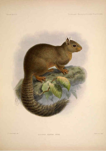 Reproducción/Reproduction 6257627221: Anatomical and zoological researches v.2. London,B. Quaritch,1878