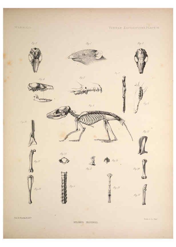 Reproducción/Reproduction 6257623633: Anatomical and zoological researches v.2. London,B. Quaritch,1878