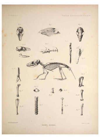 Reproducción/Reproduction 6257623633: Anatomical and zoological researches v.2. London,B. Quaritch,1878