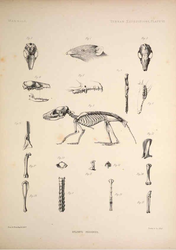 Reproducción/Reproduction 6257623633: Anatomical and zoological researches v.2. London,B. Quaritch,1878