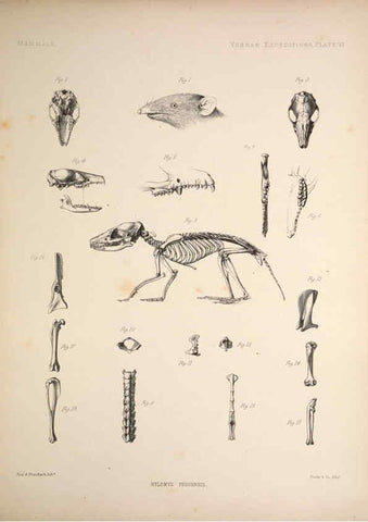 Reproducción/Reproduction 6257623633: Anatomical and zoological researches v.2. London,B. Quaritch,1878