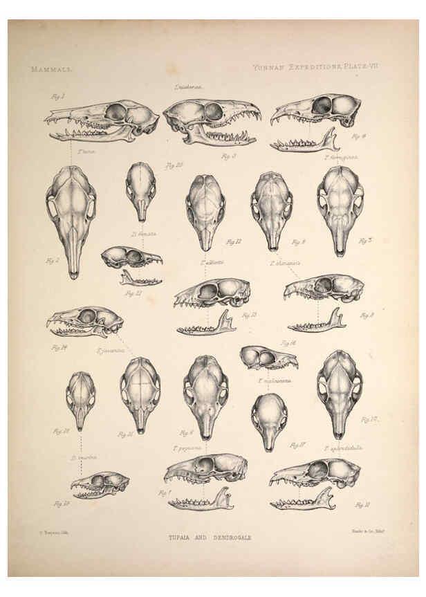 Reproducción/Reproduction 6257623809: Anatomical and zoological researches v.2. London,B. Quaritch,1878