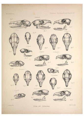 Reproducción/Reproduction 6257623809: Anatomical and zoological researches v.2. London,B. Quaritch,1878