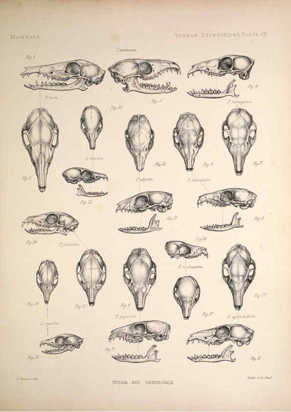 Reproducción/Reproduction 6257623809: Anatomical and zoological researches v.2. London,B. Quaritch,1878
