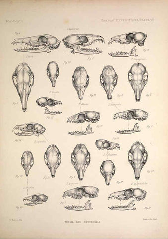 Reproducción/Reproduction 6257623809: Anatomical and zoological researches v.2. London,B. Quaritch,1878