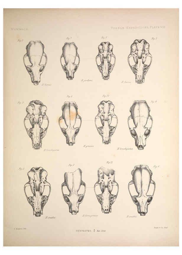 Reproducción/Reproduction 6258150330: Anatomical and zoological researches v.2. London,B. Quaritch,1878