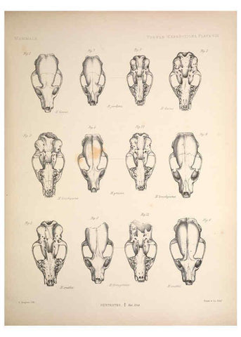 Reproducción/Reproduction 6258150330: Anatomical and zoological researches v.2. London,B. Quaritch,1878