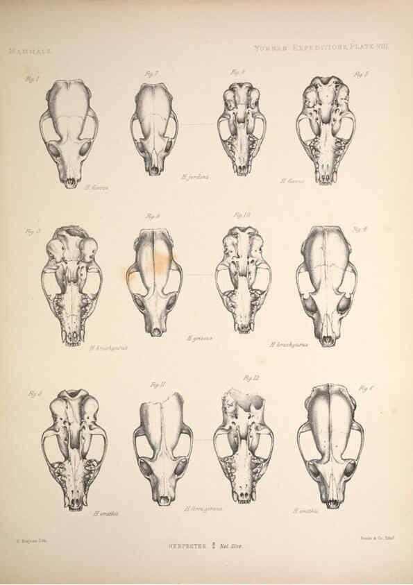 Reproducción/Reproduction 6258150330: Anatomical and zoological researches v.2. London,B. Quaritch,1878
