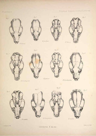 Reproducción/Reproduction 6258150330: Anatomical and zoological researches v.2. London,B. Quaritch,1878