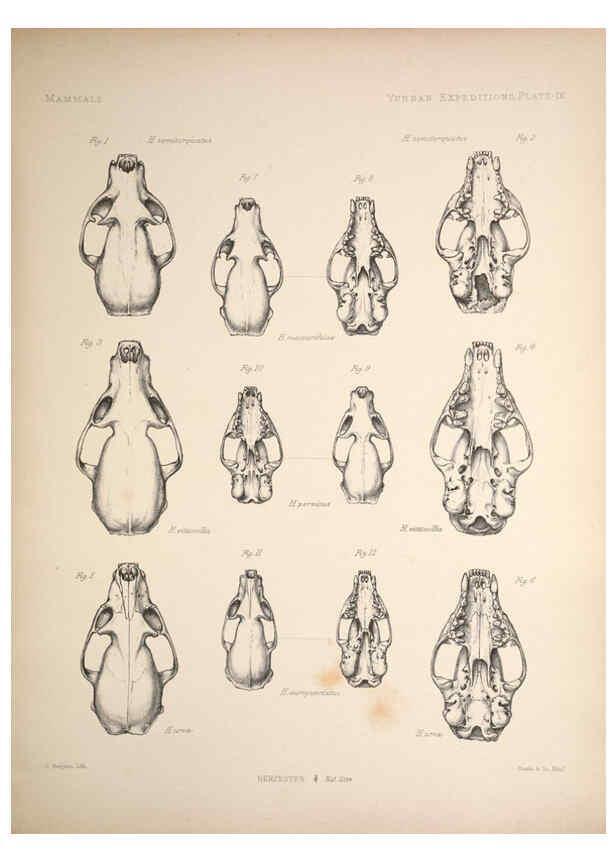 Reproducción/Reproduction 6257624215: Anatomical and zoological researches v.2. London,B. Quaritch,1878