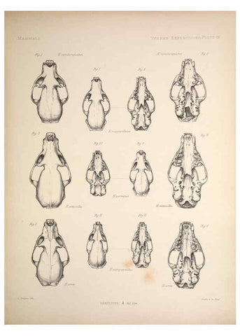 Reproducción/Reproduction 6257624215: Anatomical and zoological researches v.2. London,B. Quaritch,1878