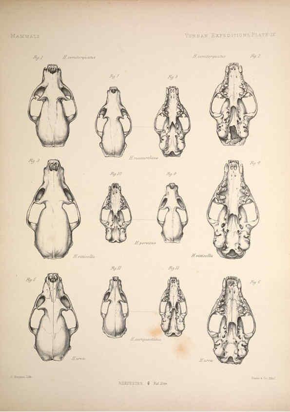 Reproducción/Reproduction 6257624215: Anatomical and zoological researches v.2. London,B. Quaritch,1878