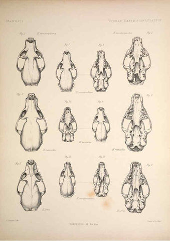 Reproducción/Reproduction 6257624215: Anatomical and zoological researches v.2. London,B. Quaritch,1878