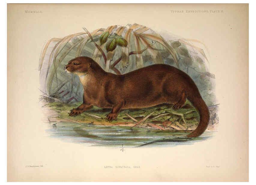 Reproducción/Reproduction 6257624421: Anatomical and zoological researches v.2. London,B. Quaritch,1878