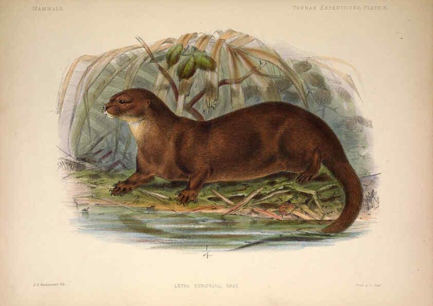 Reproducción/Reproduction 6257624421: Anatomical and zoological researches v.2. London,B. Quaritch,1878