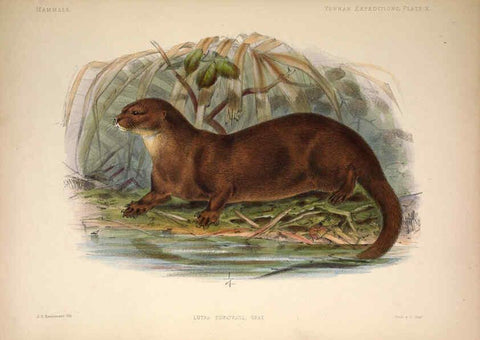 Reproducción/Reproduction 6257624421: Anatomical and zoological researches v.2. London,B. Quaritch,1878