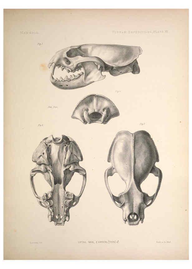 Reproducción/Reproduction 6257624601: Anatomical and zoological researches v.2. London,B. Quaritch,1878