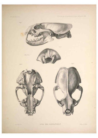 Reproducción/Reproduction 6257624601: Anatomical and zoological researches v.2. London,B. Quaritch,1878