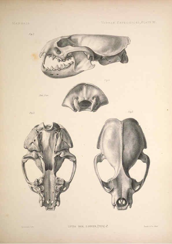 Reproducción/Reproduction 6257624601: Anatomical and zoological researches v.2. London,B. Quaritch,1878