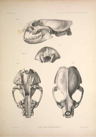 Reproducción/Reproduction 6257624601: Anatomical and zoological researches v.2. London,B. Quaritch,1878
