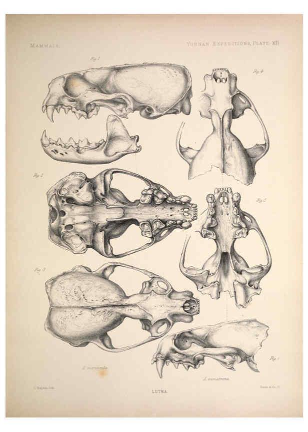Reproducción/Reproduction 6257624767: Anatomical and zoological researches v.2. London,B. Quaritch,1878