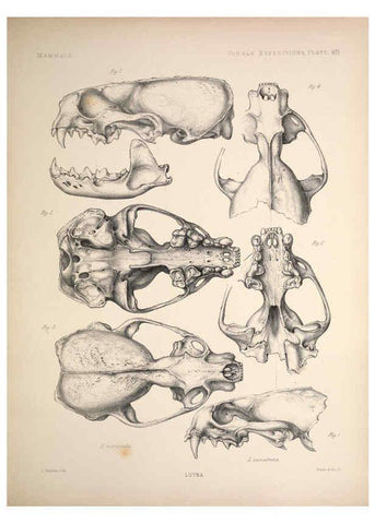 Reproducción/Reproduction 6257624767: Anatomical and zoological researches v.2. London,B. Quaritch,1878