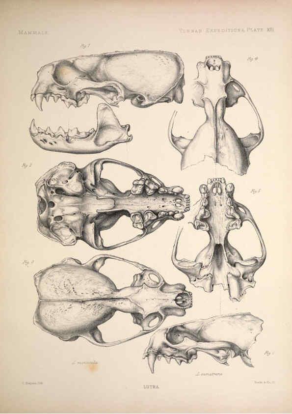 Reproducción/Reproduction 6257624767: Anatomical and zoological researches v.2. London,B. Quaritch,1878