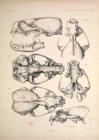 Reproducción/Reproduction 6257624767: Anatomical and zoological researches v.2. London,B. Quaritch,1878