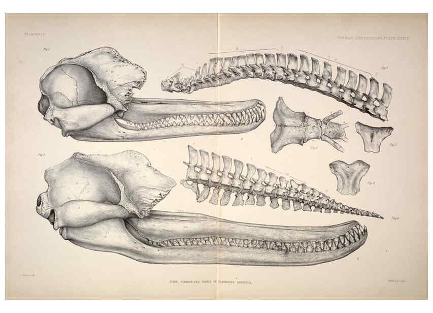 Reproducción/Reproduction 6258158264: Anatomical and zoological researches v.2. London,B. Quaritch,1878