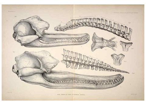 Reproducción/Reproduction 6258158264: Anatomical and zoological researches v.2. London,B. Quaritch,1878