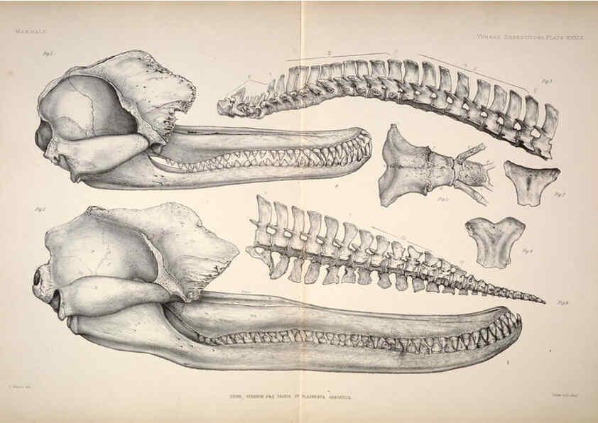Reproducción/Reproduction 6258158264: Anatomical and zoological researches v.2. London,B. Quaritch,1878