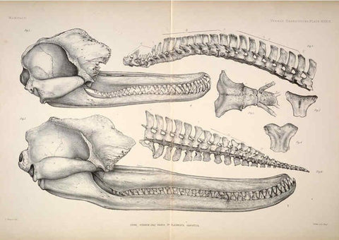 Reproducción/Reproduction 6258158264: Anatomical and zoological researches v.2. London,B. Quaritch,1878