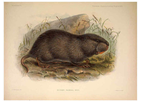 Reproducción/Reproduction 6258151510: Anatomical and zoological researches v.2. London,B. Quaritch,1878