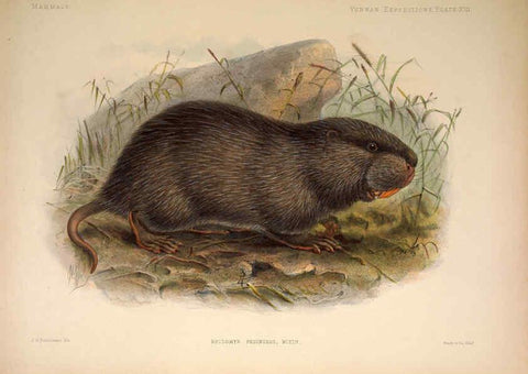 Reproducción/Reproduction 6258151510: Anatomical and zoological researches v.2. London,B. Quaritch,1878