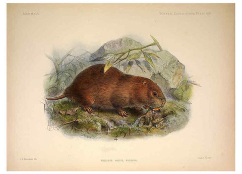 Reproducción/Reproduction 6258152342: Anatomical and zoological researches v.2. London,B. Quaritch,1878