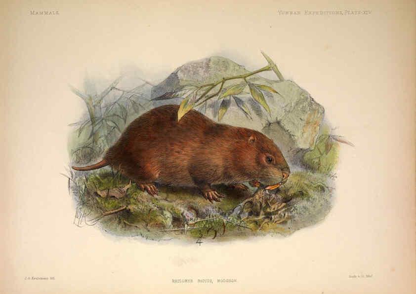 Reproducción/Reproduction 6258152342: Anatomical and zoological researches v.2. London,B. Quaritch,1878