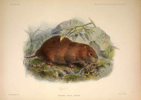 Reproducción/Reproduction 6258152342: Anatomical and zoological researches v.2. London,B. Quaritch,1878