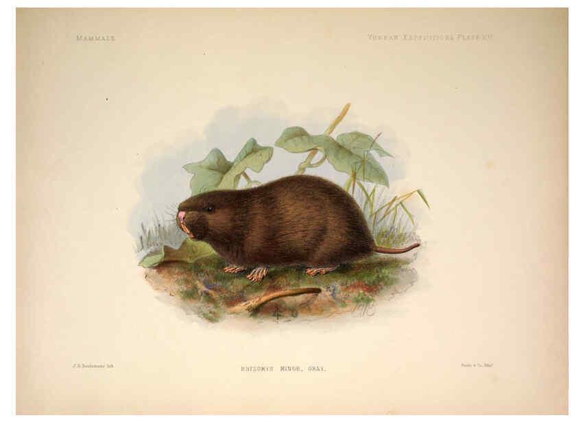 Reproducción/Reproduction 6258152518: Anatomical and zoological researches v.2. London,B. Quaritch,1878
