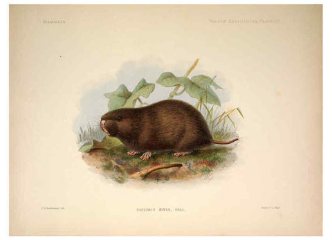Reproducción/Reproduction 6258152518: Anatomical and zoological researches v.2. London,B. Quaritch,1878
